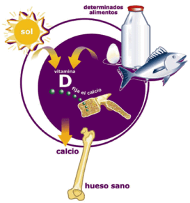 ciclo vitamina d